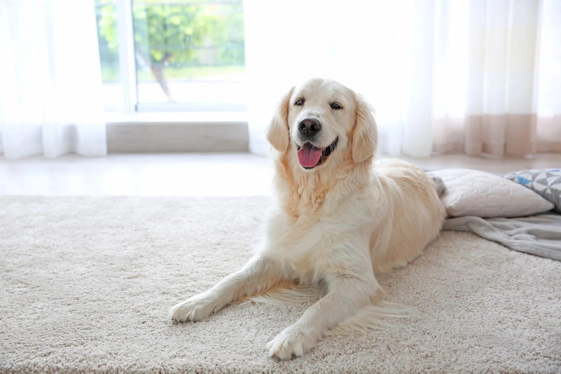 A golden retriever lounging on a plush carpet.