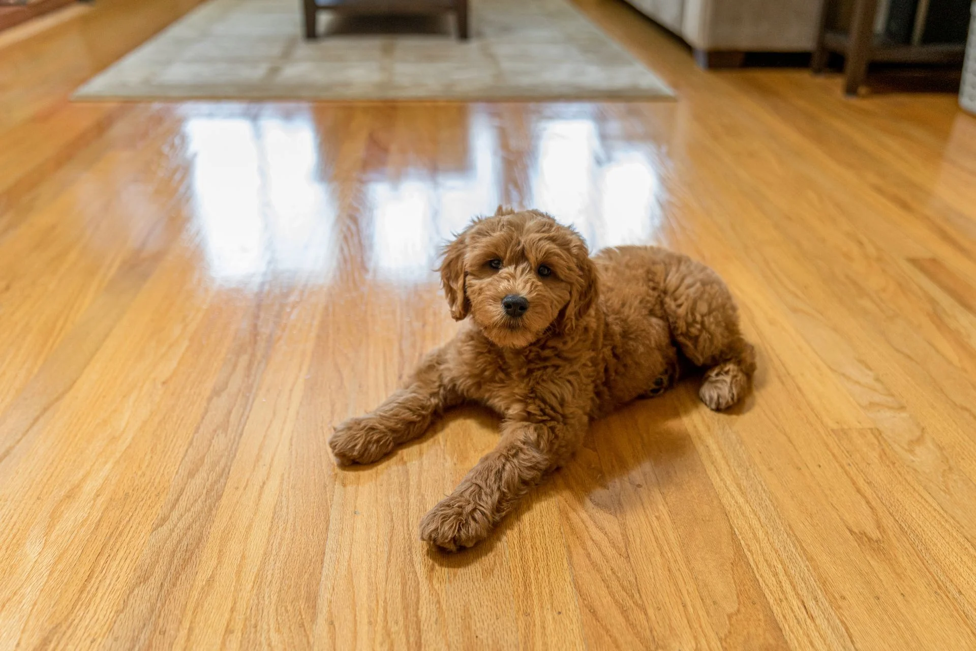 A dog relaxing on hardwood flooring in a living room.