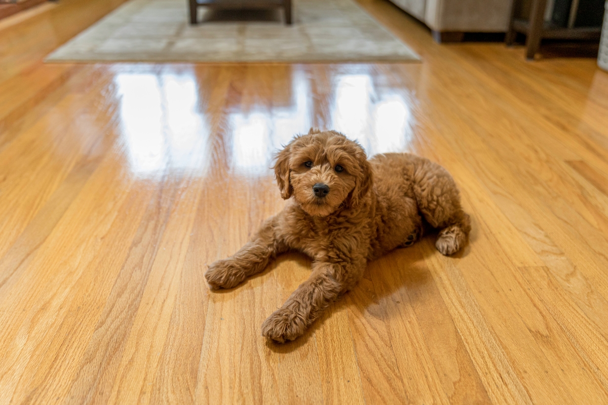 Scratch-Resistant Hardwood Floors for Cartersville Homes: Tips to Prevent Damage 6 A brown, curly-haired puppy lies on scratch-resistant hardwood floors in a living room, looking toward the camera.