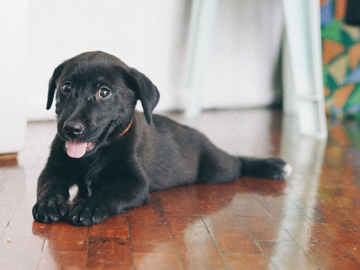 Pet-Friendly Flooring: Best Choices for Pet Owners in Hiram, GA 2 A black puppy with a collar lies on shiny, pet-friendly flooring, looking forward with its tongue out.