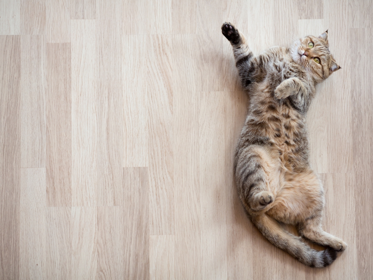Pet-Friendly Flooring: Best Choices for Pet Owners in Hiram, GA 3 A tabby cat lies on its back on a light, pet-friendly flooring, with one paw raised and looking upward.