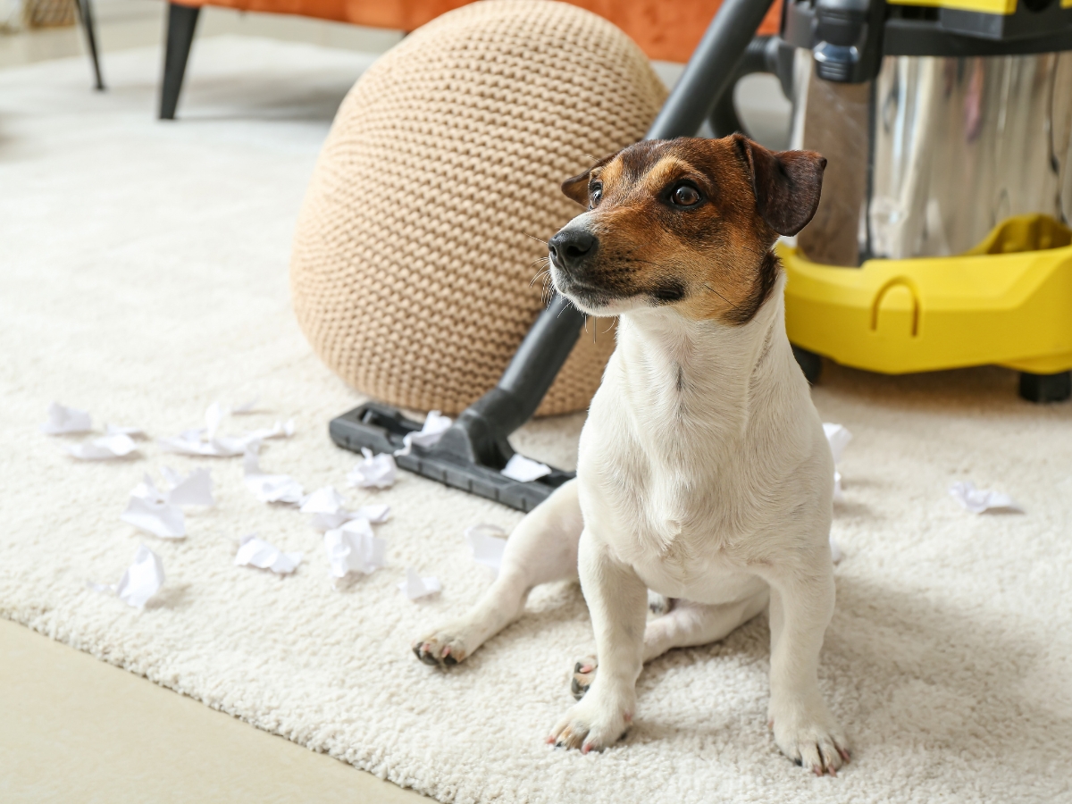 Pet-Friendly Flooring: Best Choices for Pet Owners in Hiram, GA 5 A small dog sits on pet-friendly flooring near a vacuum cleaner, surrounded by shredded pieces of paper.