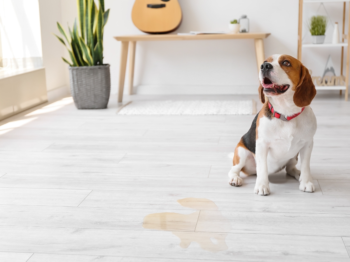 Pet-Friendly Flooring: Best Choices for Pet Owners in Hiram, GA 1 A beagle with a red collar sits on pet-friendly flooring next to a small puddle in a modern living room with plants and a guitar.