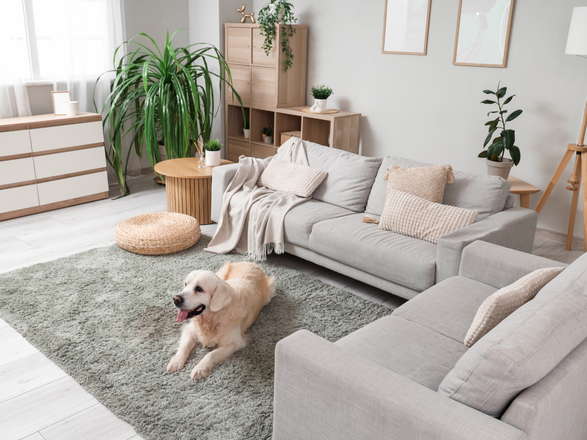 Durable & Pet-Friendly Flooring Options: Best Scratch-Resistant and Waterproof Floors for Pets 2 A golden retriever lies on a green rug in a bright, modern living room with pet-friendly flooring, light gray sofas, wooden furniture, and several green plants.