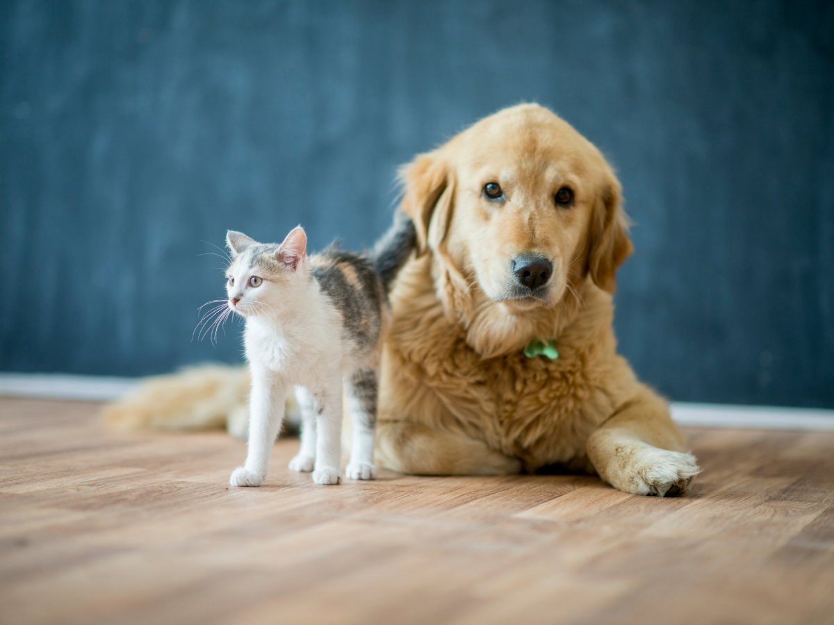 A cat stands next to a golden retriever lying on pet-friendly flooring with a dark blue background.
