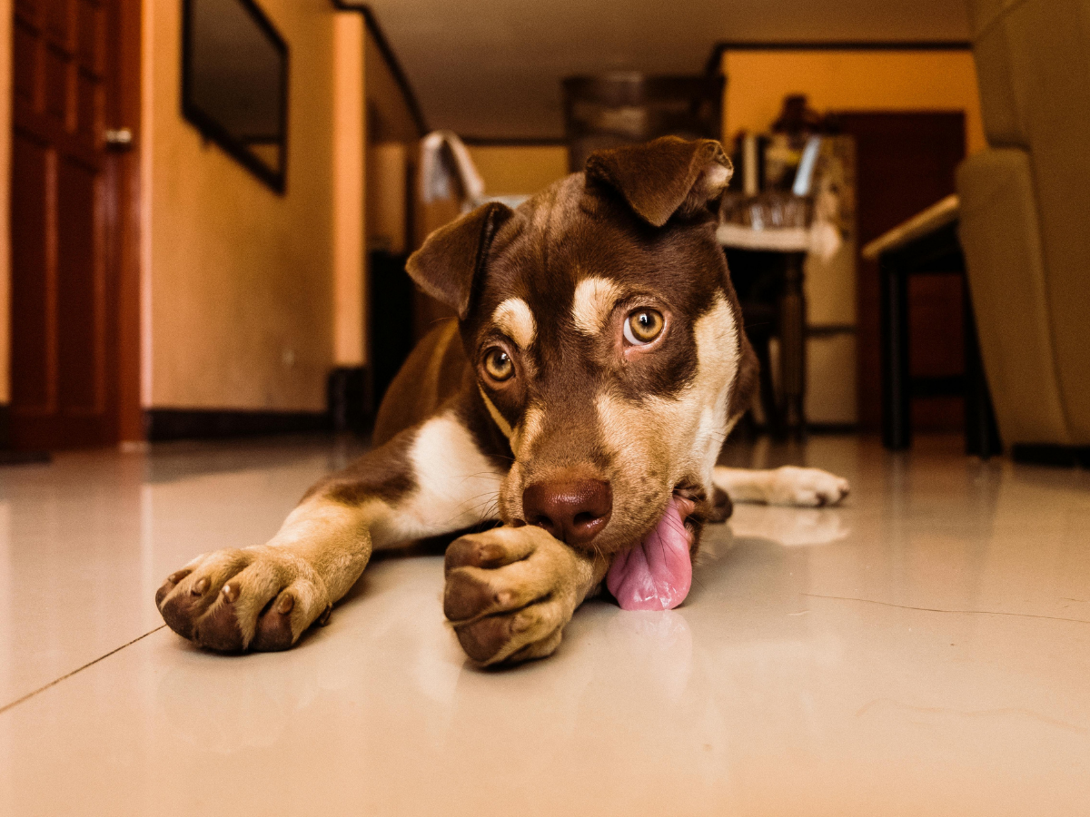 Durable & Pet-Friendly Flooring Options: Best Scratch-Resistant and Waterproof Floors for Pets 4 A brown and tan dog lies on a tiled, pet-friendly flooring indoors, licking its paw and looking directly at the camera.