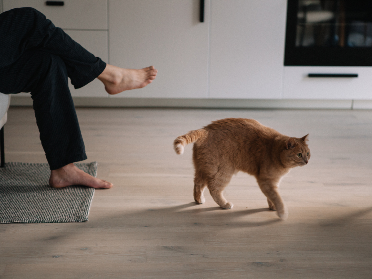 Durable & Pet-Friendly Flooring Options: Best Scratch-Resistant and Waterproof Floors for Pets 5 An orange tabby cat walks across a light pet-friendly flooring near a person sitting on a sofa with bare feet visible, indoors.
