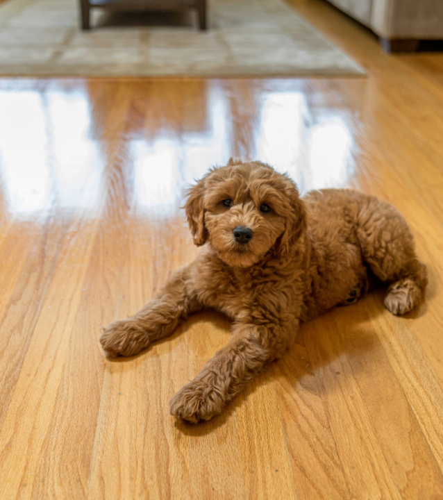 A dog lounging on a Dallas Flooring Company's hardwood floor in a living room.